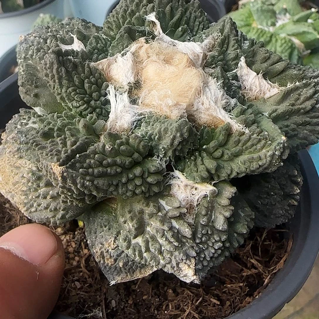 翘尤哥斯拉910仙人球开花