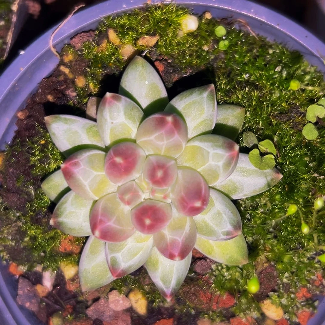 桔云多肉美人精品系列