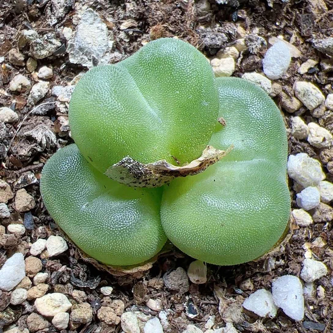 【闪购商品】57 水晶鞋