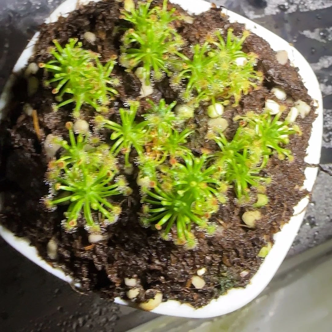 无花朵专拍迷你茅