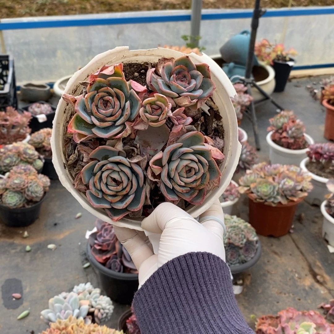 4094晨露多头一物一拍