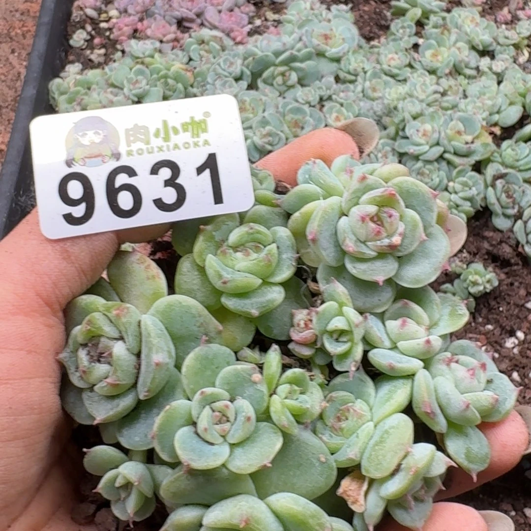 多肉植物多肉植物