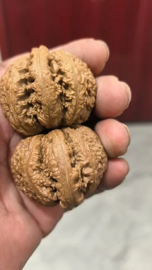 43尺野生霸王龙狮子头