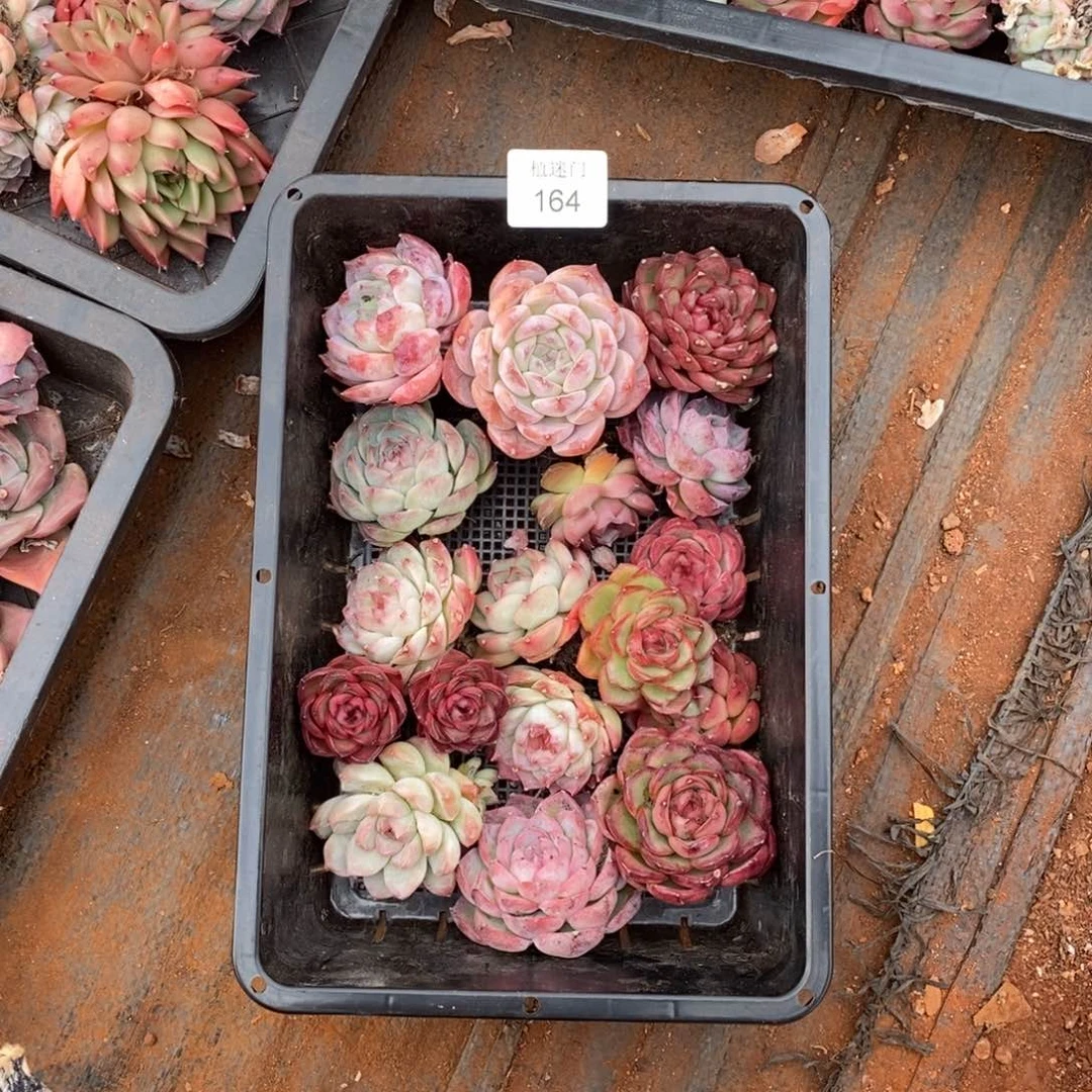 彭*虎瑕疵框不包售后164