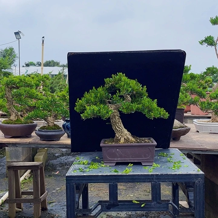 无花朵黄杨盆四季常绿不落叶