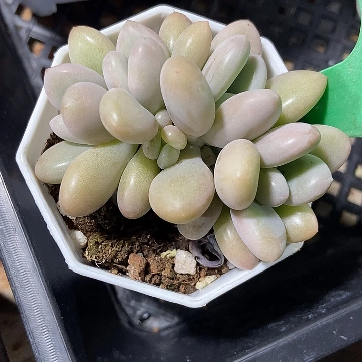 多肉植物原始虞美人1657