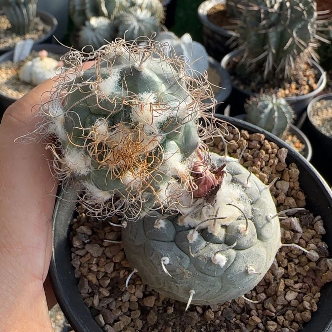 肉***ど专拍脱土发 实生 娇丽 两个