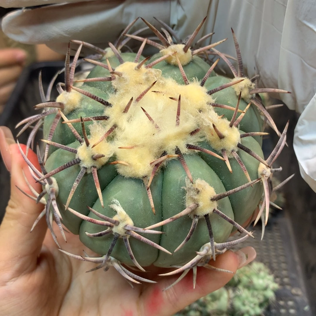 20号 苗接花王9公分 无根