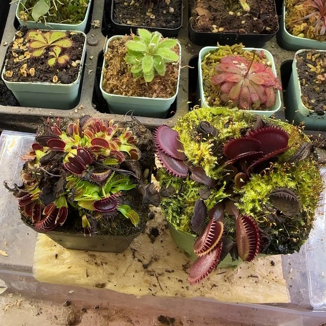 完全开放大嘴和红色食人鱼