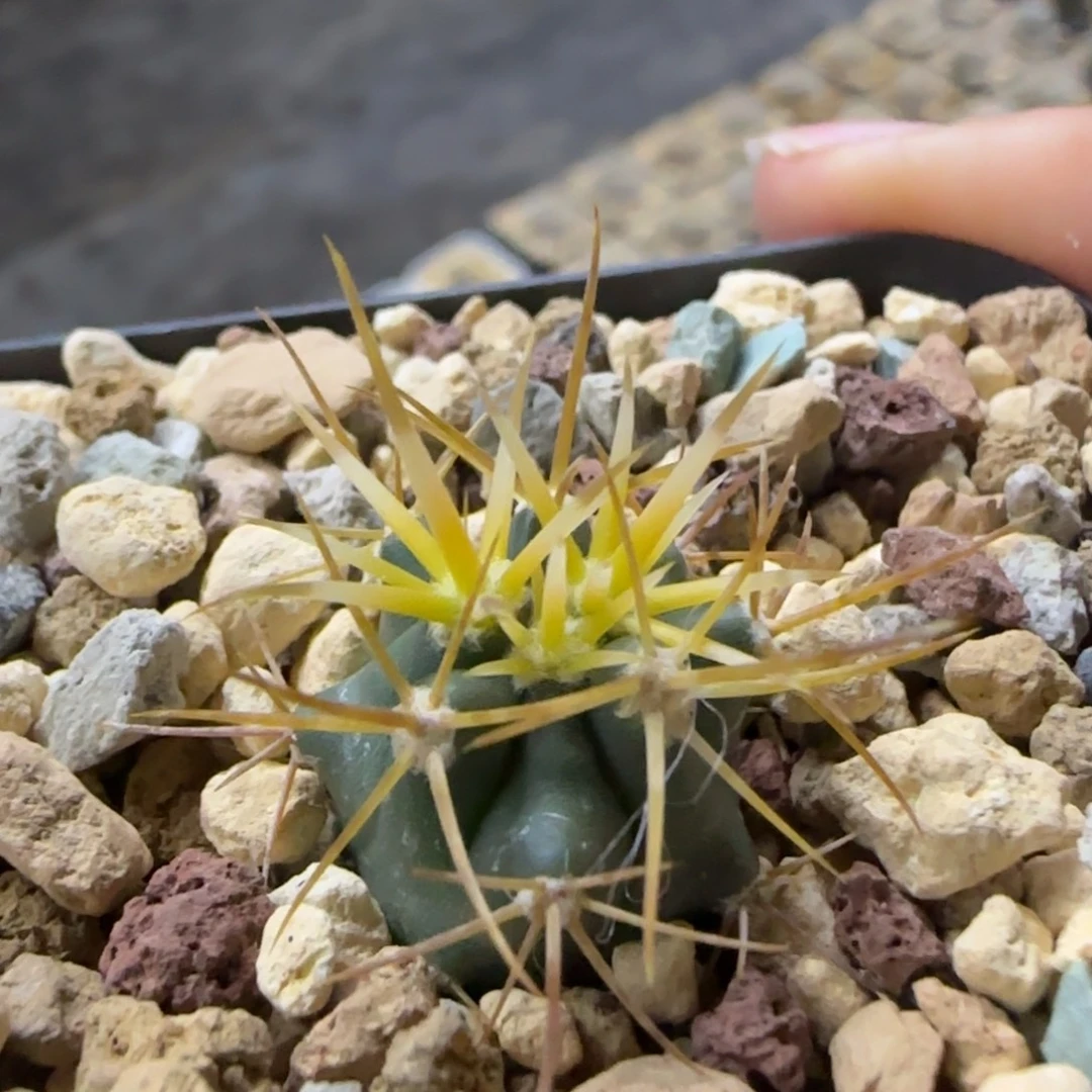 1.8厘米实生金冠龙多肉