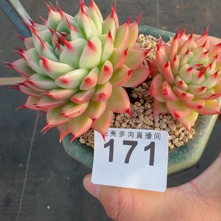 托斯卡         精控精养多肉植物