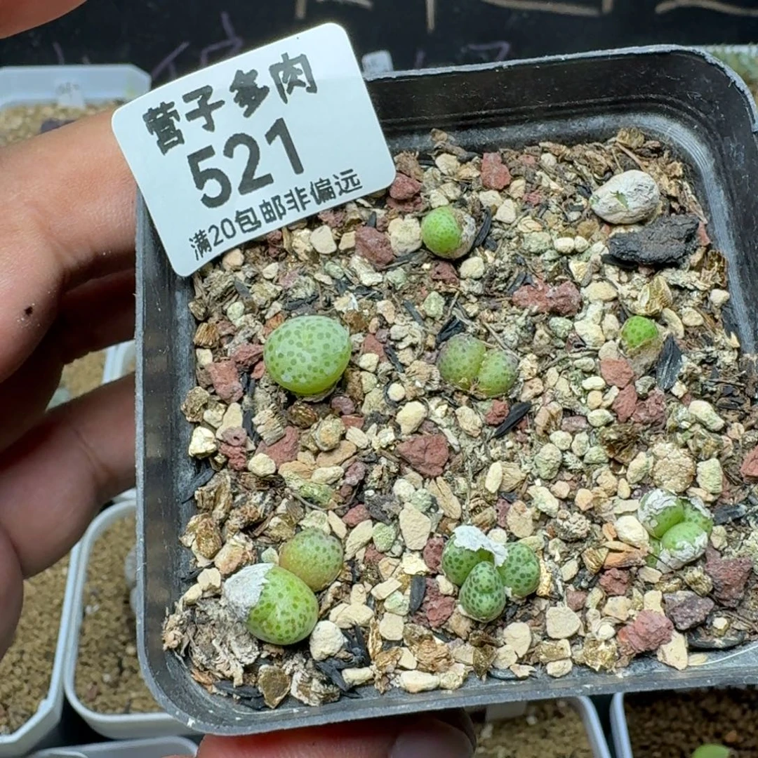 龙猫带盆土