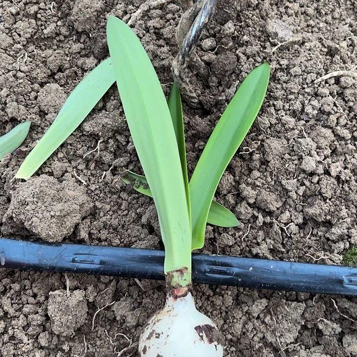 小****事鬼魅六左右有标包对版