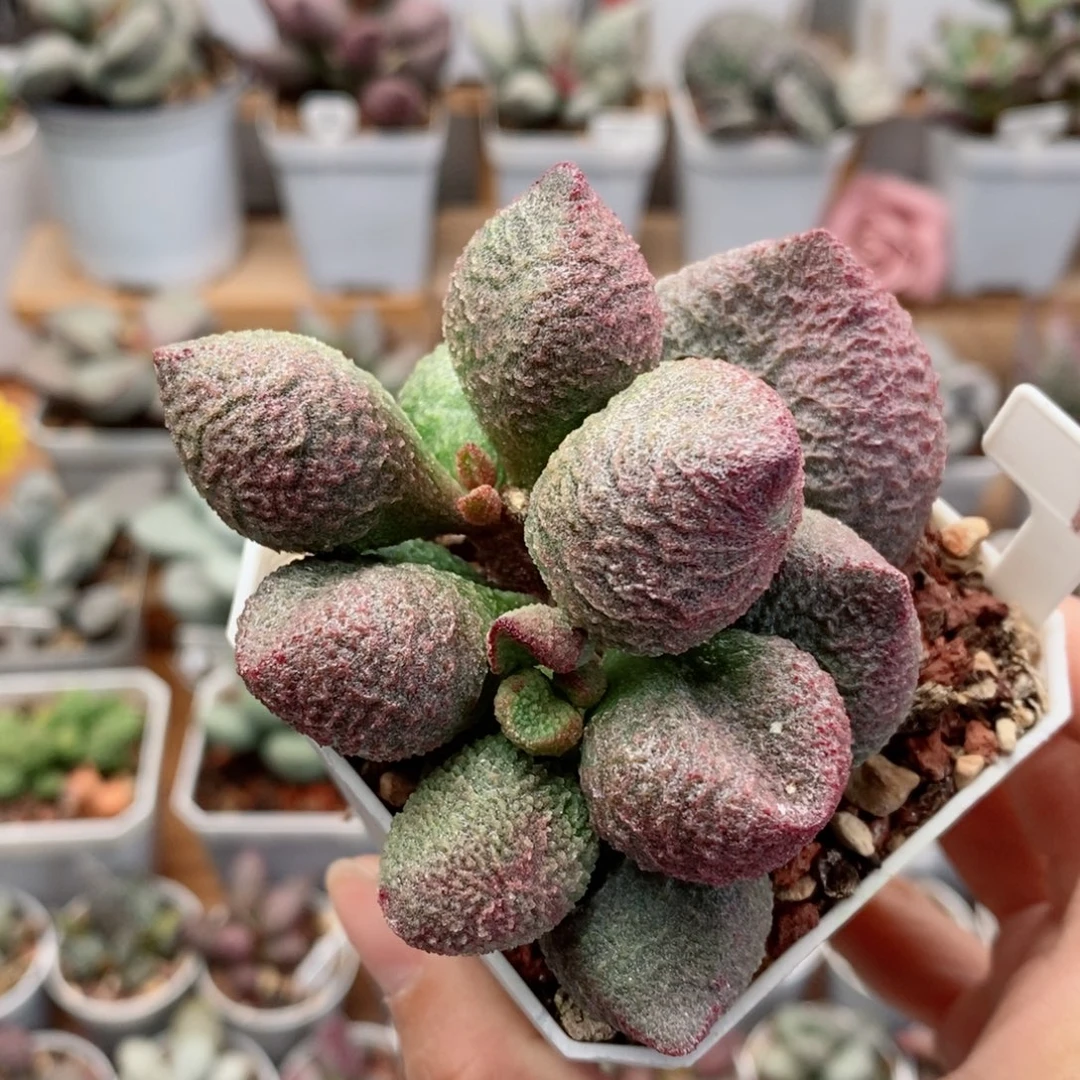 水蜜桃水泡多肉植物