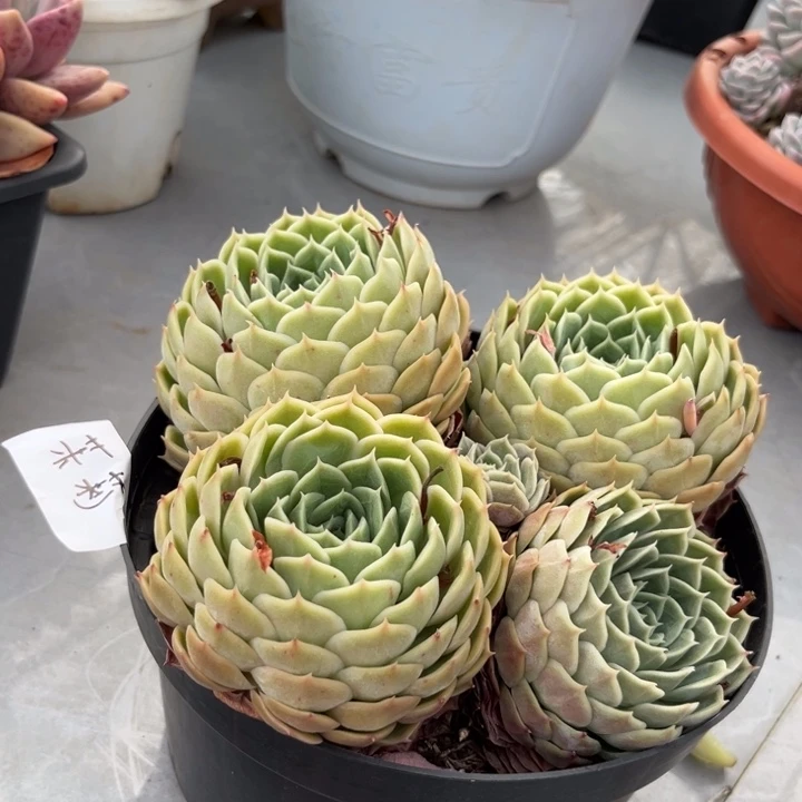 棠颂花卉。一物一拍。昂斯诺。茉莉