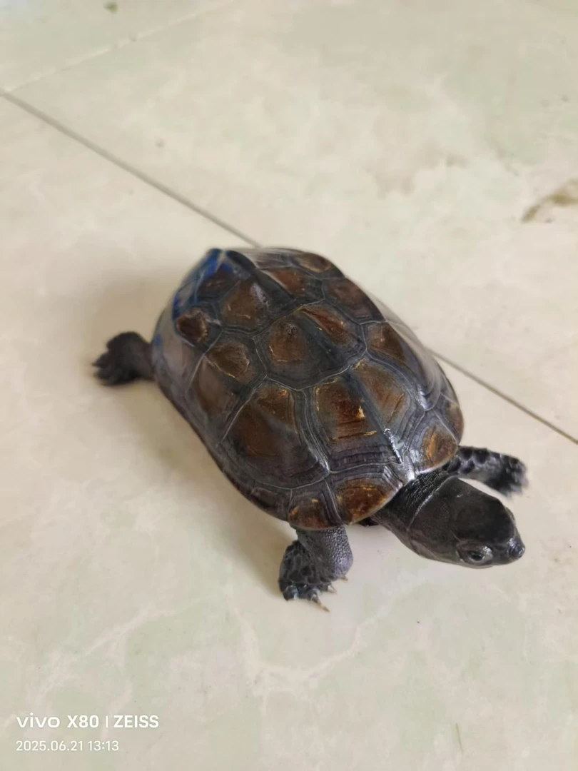 纯种中华草龟墨龟外塘宠物龟活物长寿观赏深水龟
