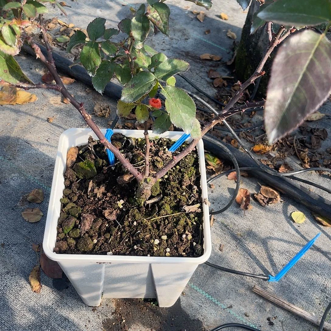 蕊***诗无花朵——卡宴 福利款 第二课