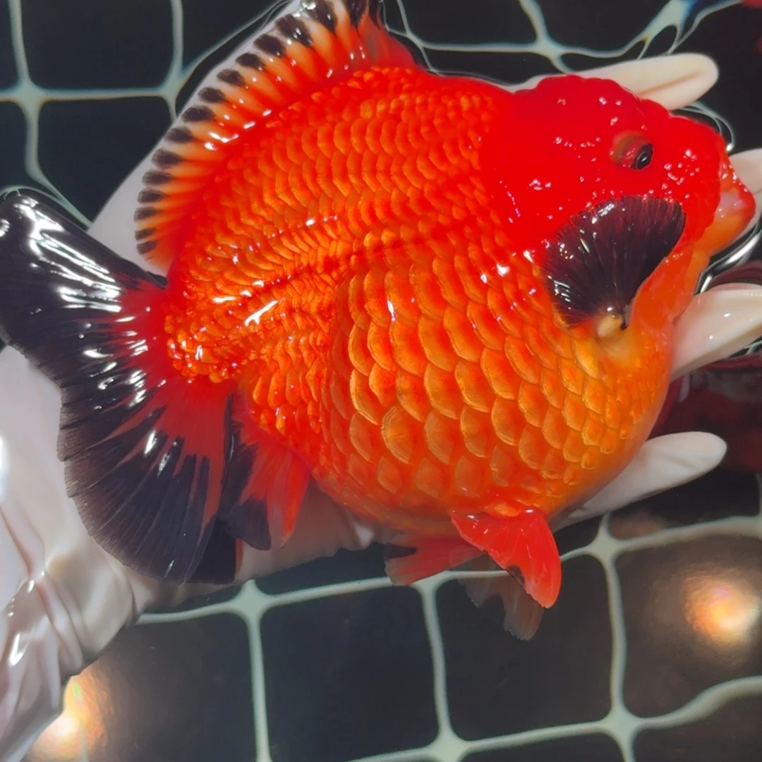 金鱼精品短尾将军狮子