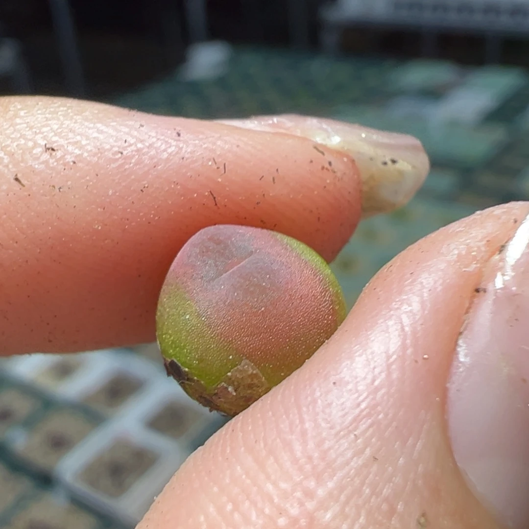 麦***跳哈默杂小葫芦多肉植物