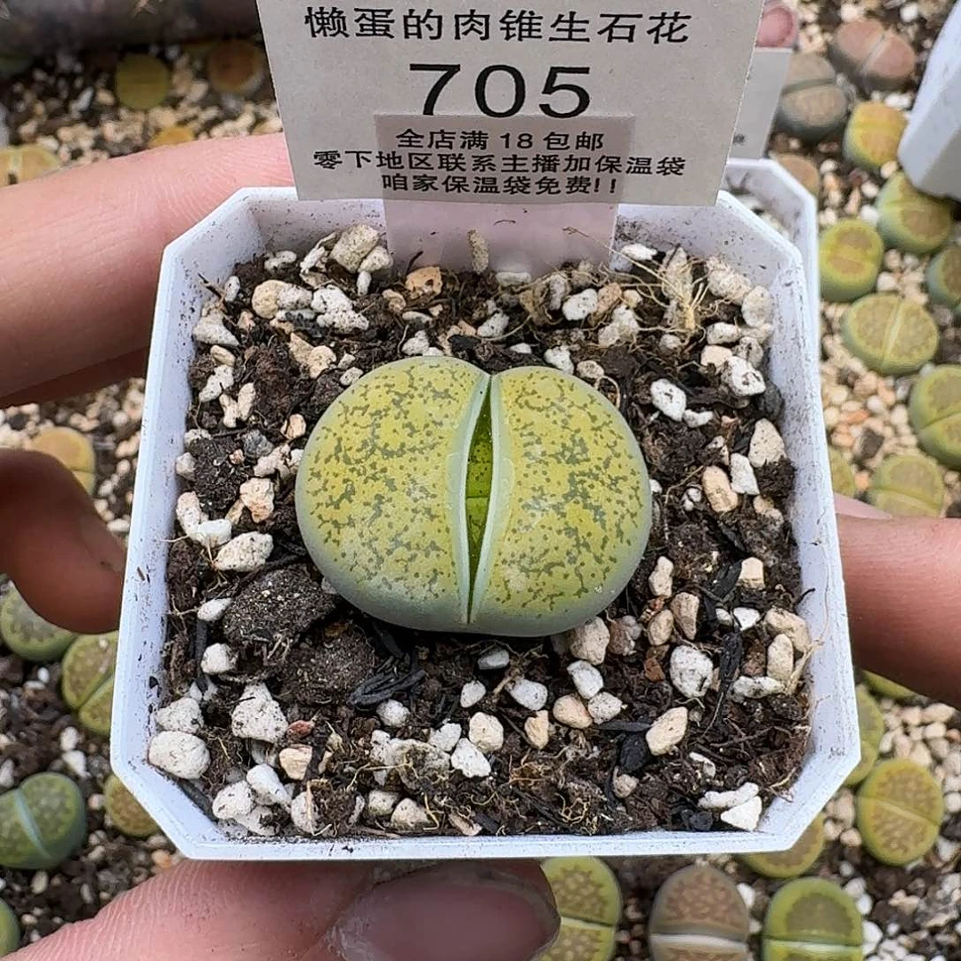 705尺寸2.7cm满18包邮保温袋联系客服