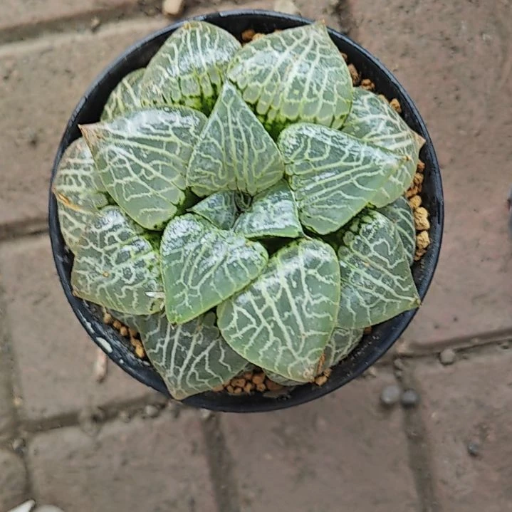 萌***果新人福利一款水晶101