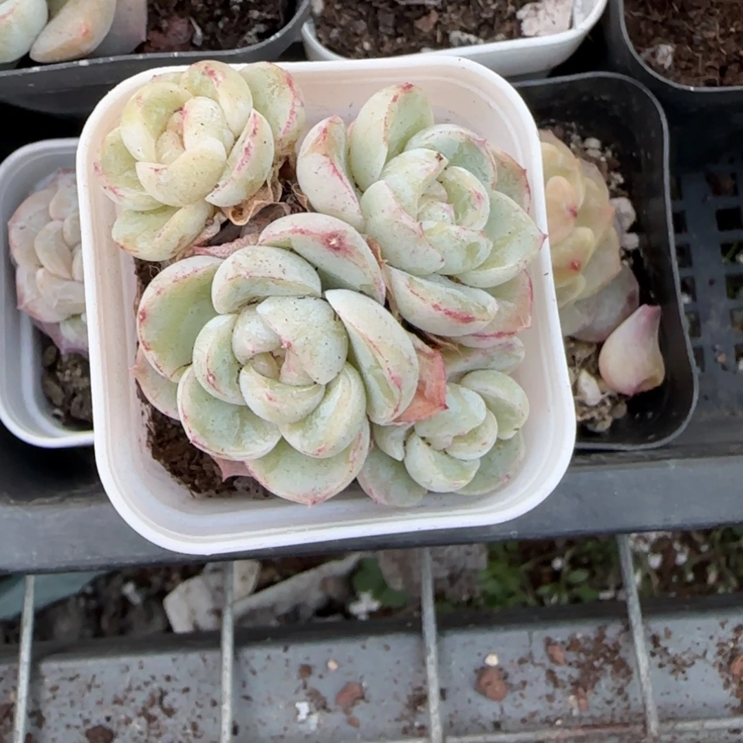 多肉小卡拉米糖心一物一拍