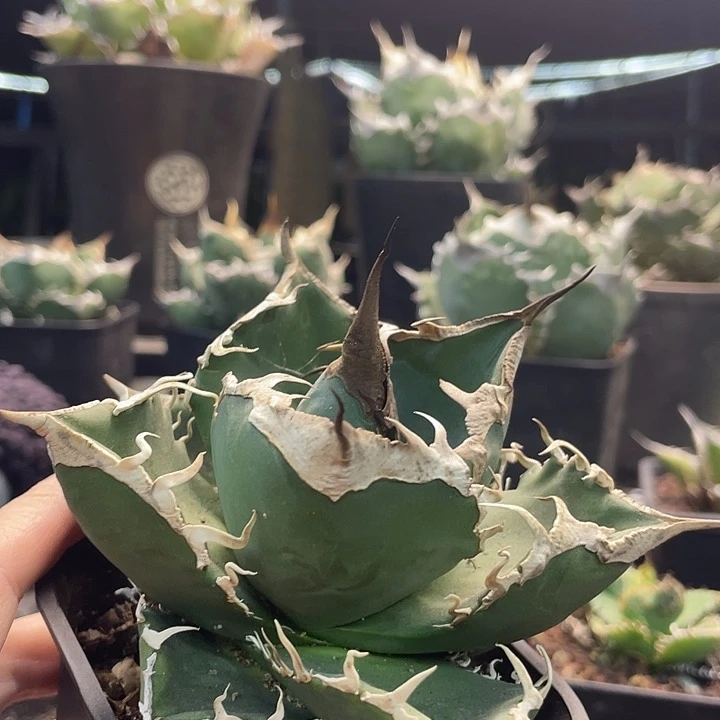 立可白888888888888888