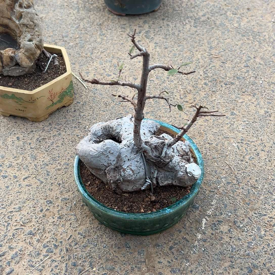 无花朵榆树12345678