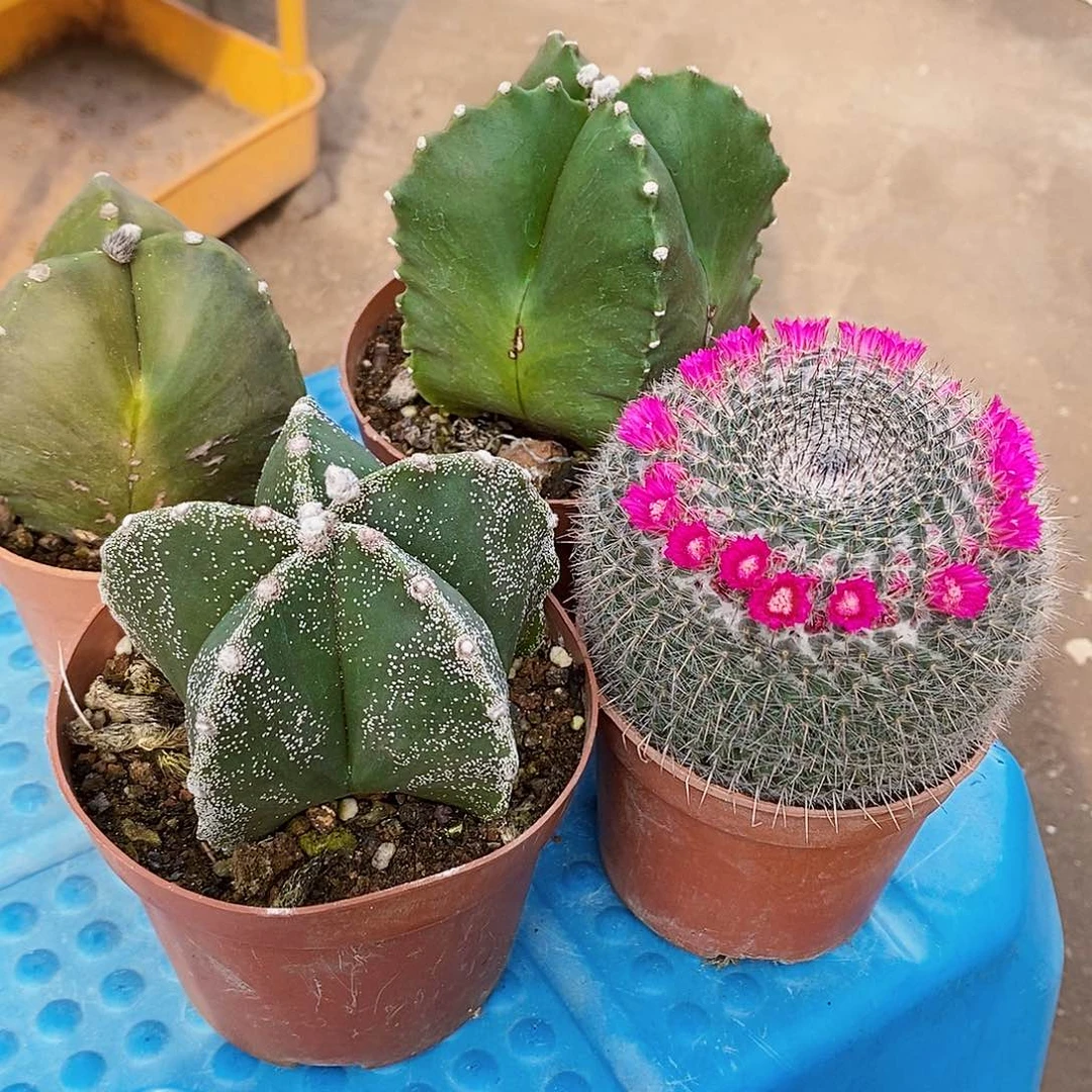 4个球11111111111111个