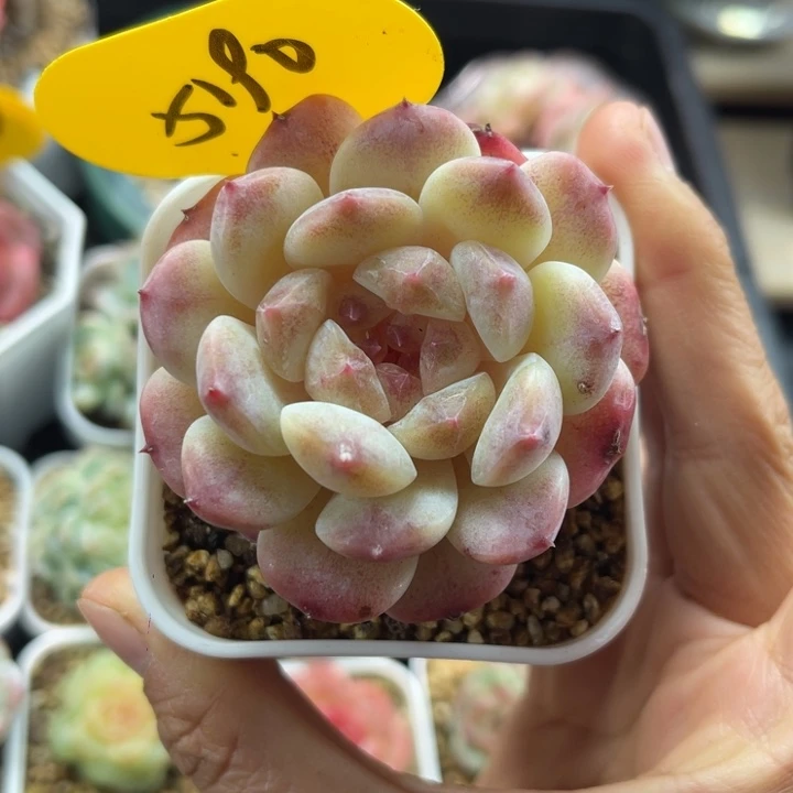 彩虹冰魄单头5190