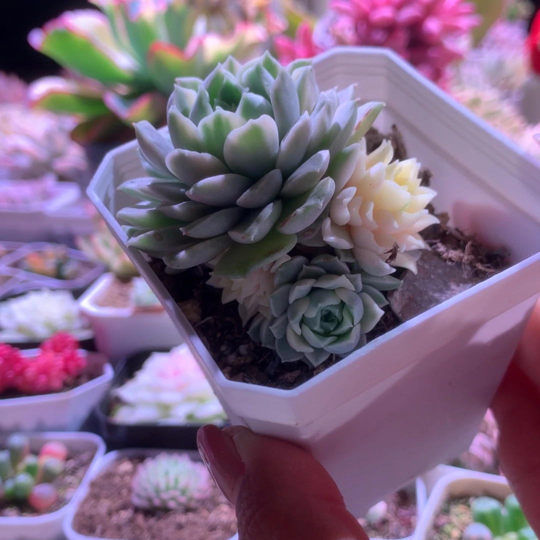 莫西干人覆轮锦双头有根