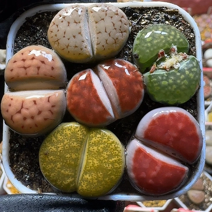 生石花1111111。    270