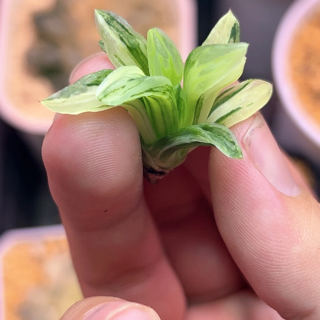 冰城锦十二卷多肉植物