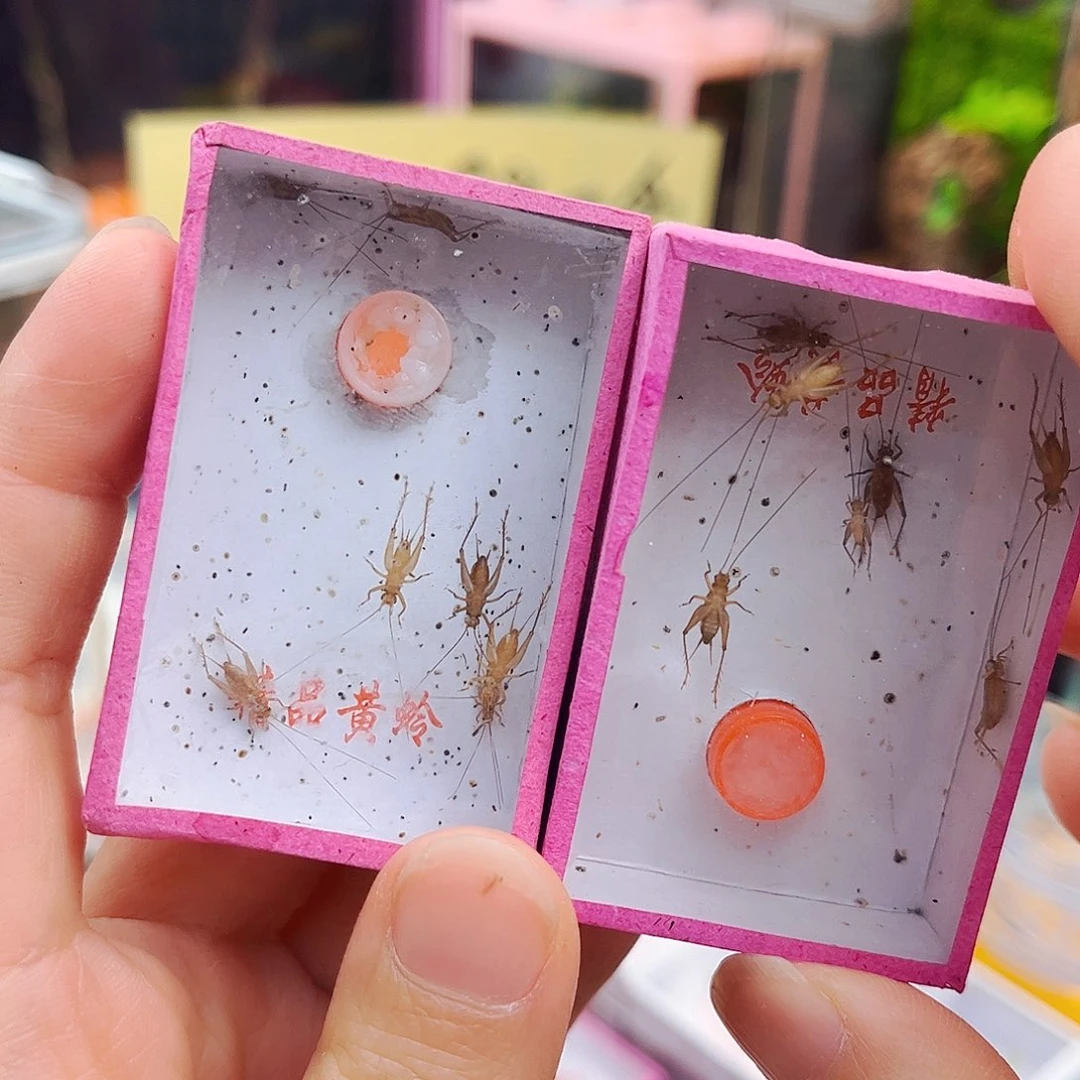 小黄铃2盒哈哈哈哈哈