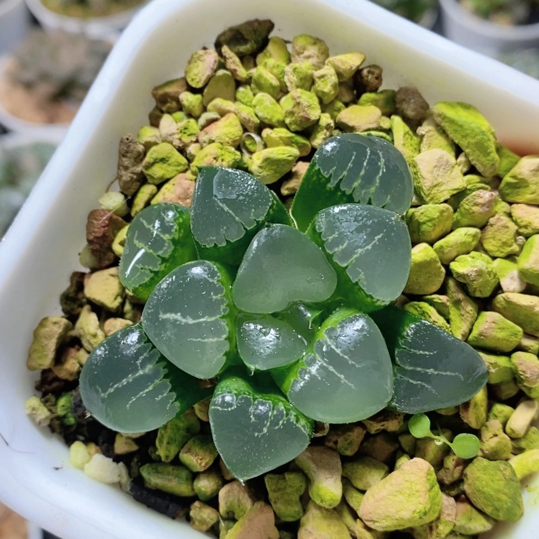 姬翠克玉露多肉植物