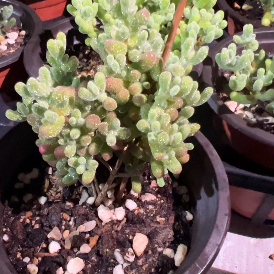 冰晶糖球杂交精品9厘米盆