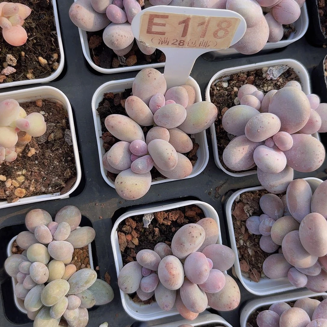 E118芭比奶一物一拍