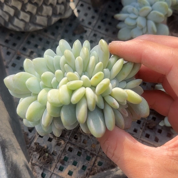 粉兔缀化五十包邮老桩