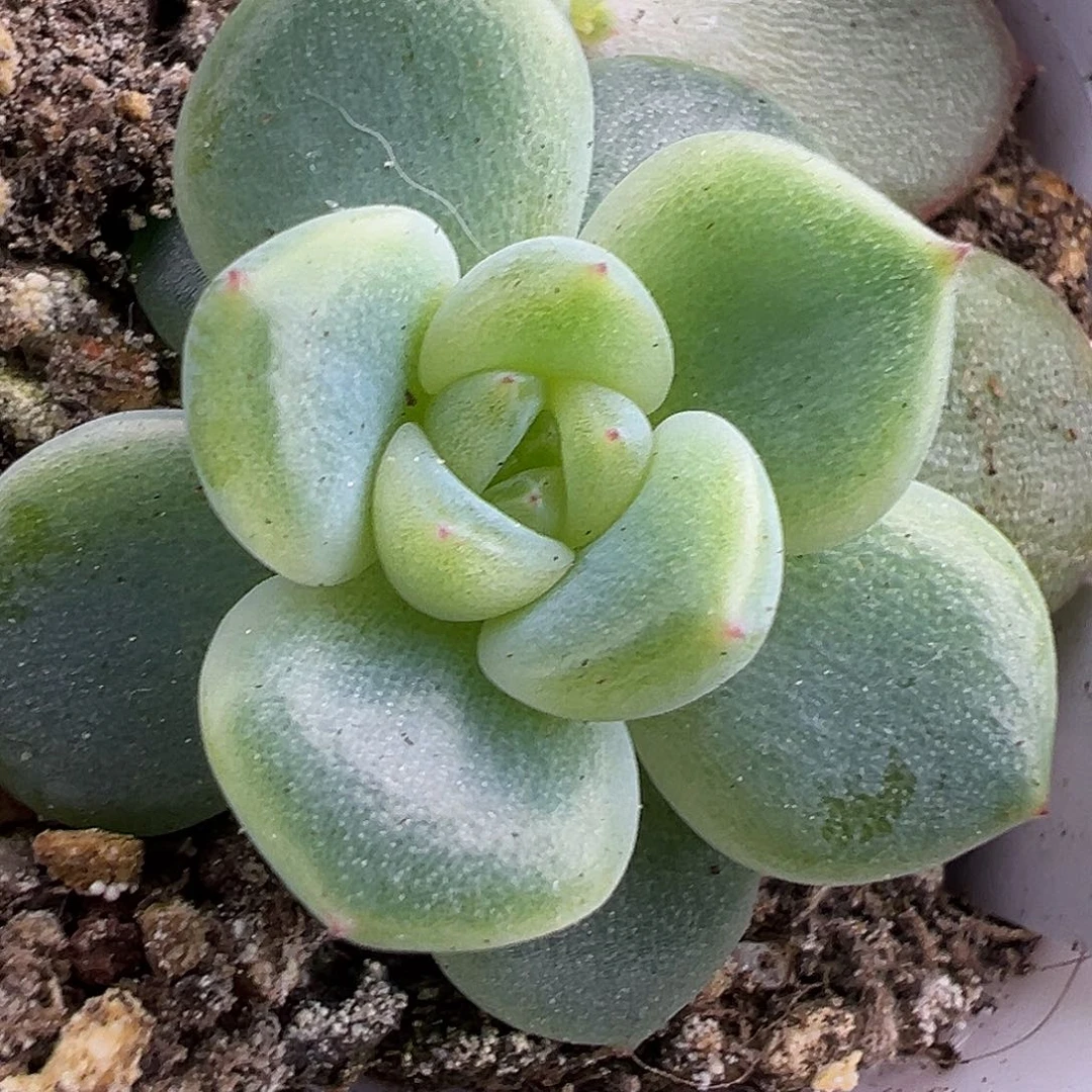 珍妮1号一物一拍啊