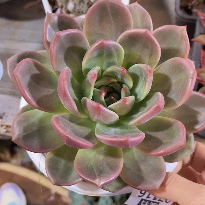 夜魔侠07116多肉植物