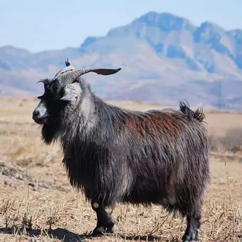 当涂本地农家散养羊羊肉杀好发货（直播专用）