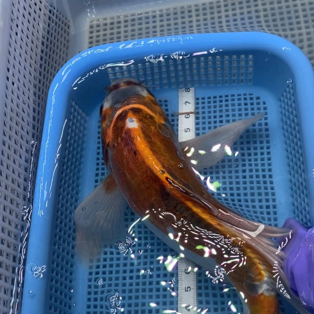 锦鲤冷水锦鲤包邮