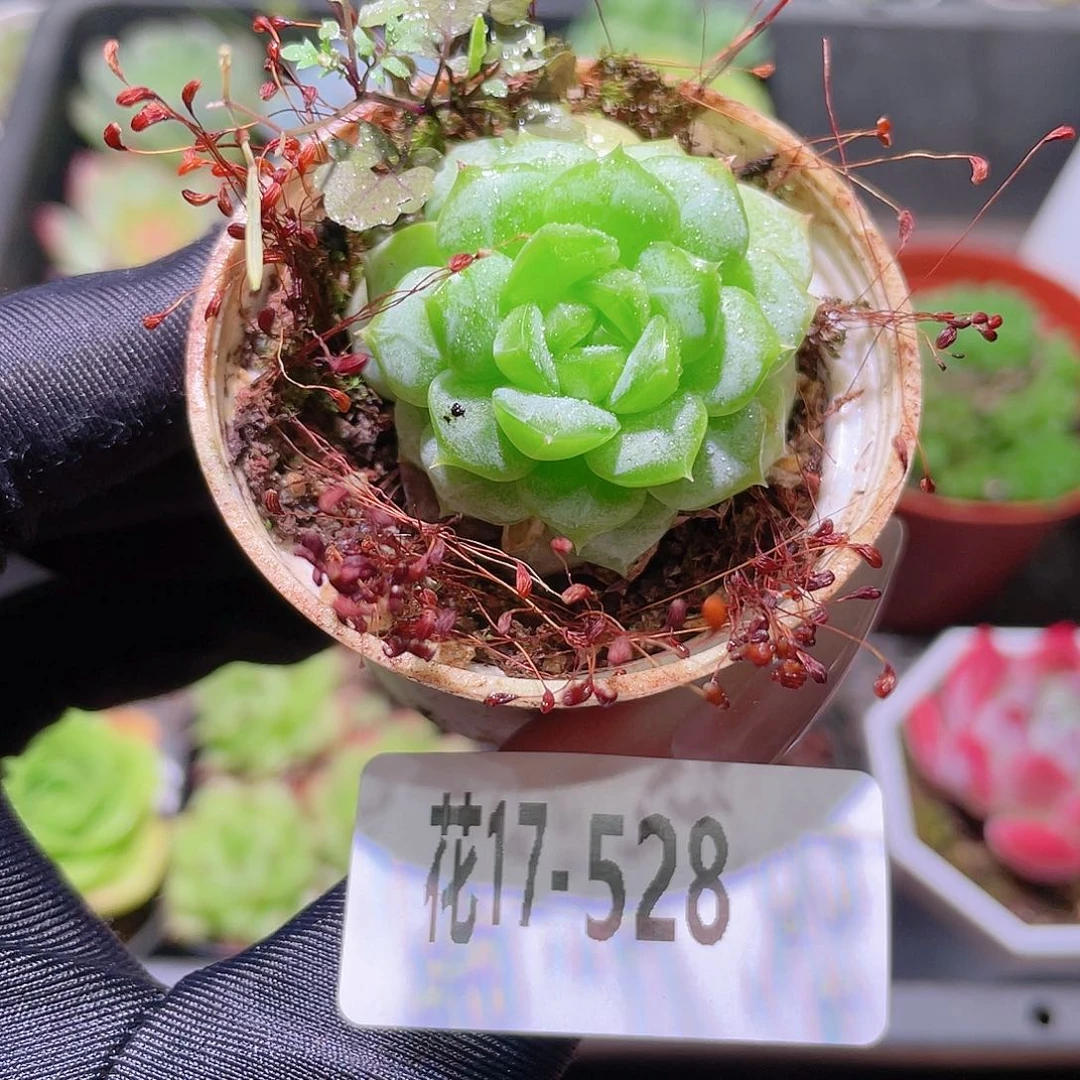 花利美17-528新品