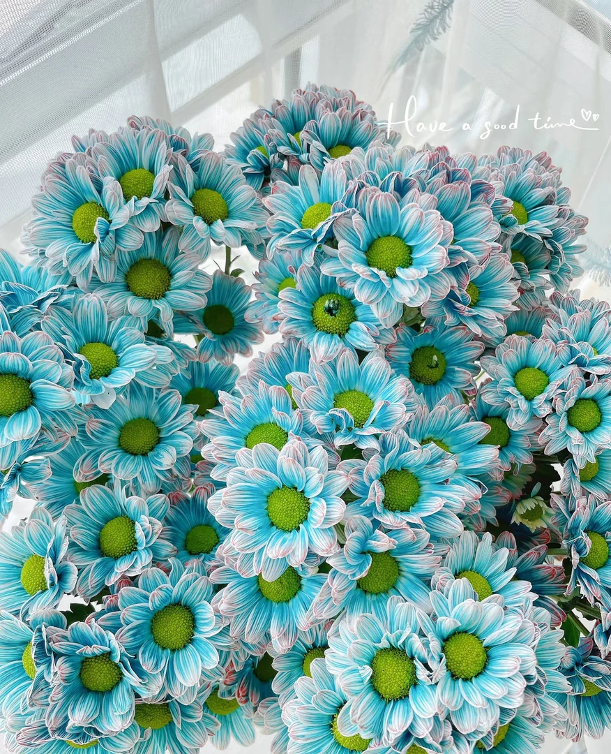 【挚简】高品质鲜花【吸色小菊】