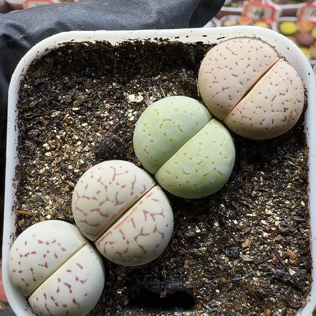 生石花111111。   210