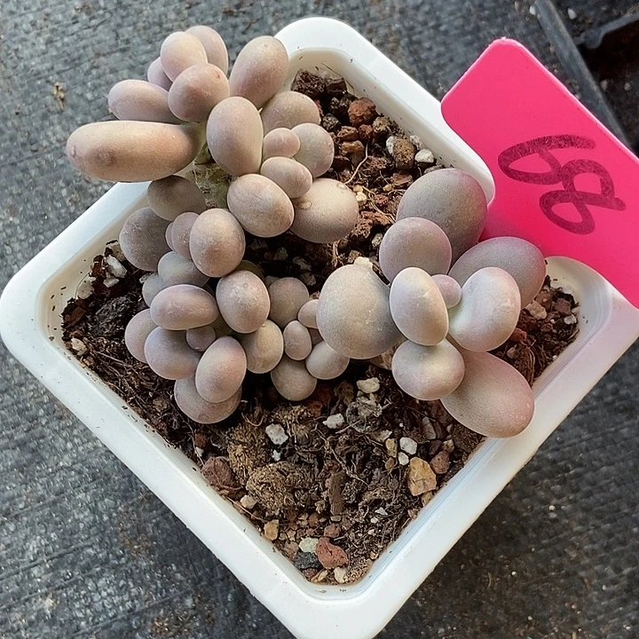 多肉植物大叶奶68多肉