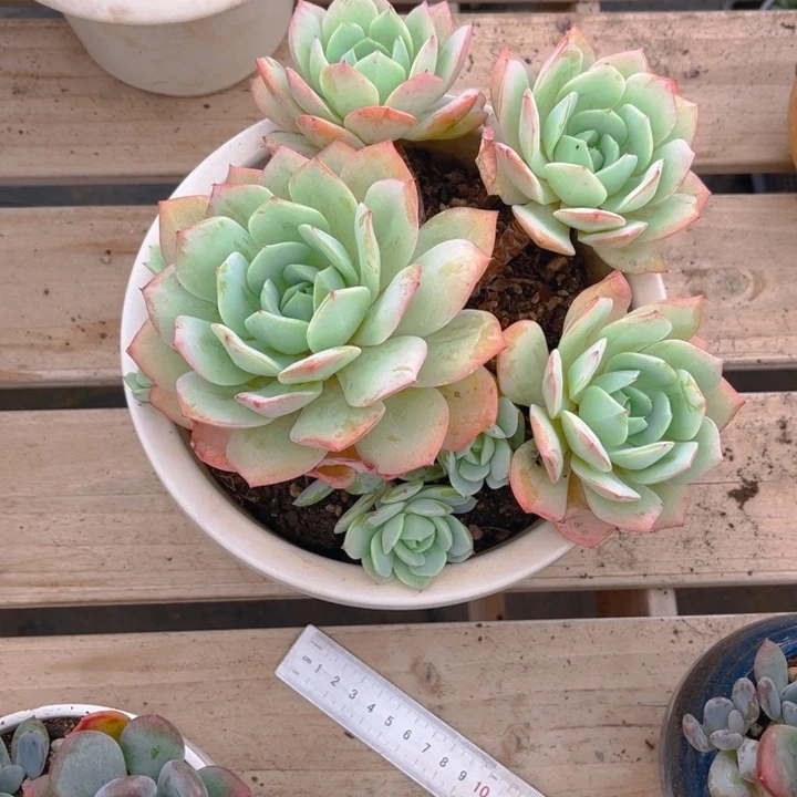 恋曲多肉植物3 6 3
