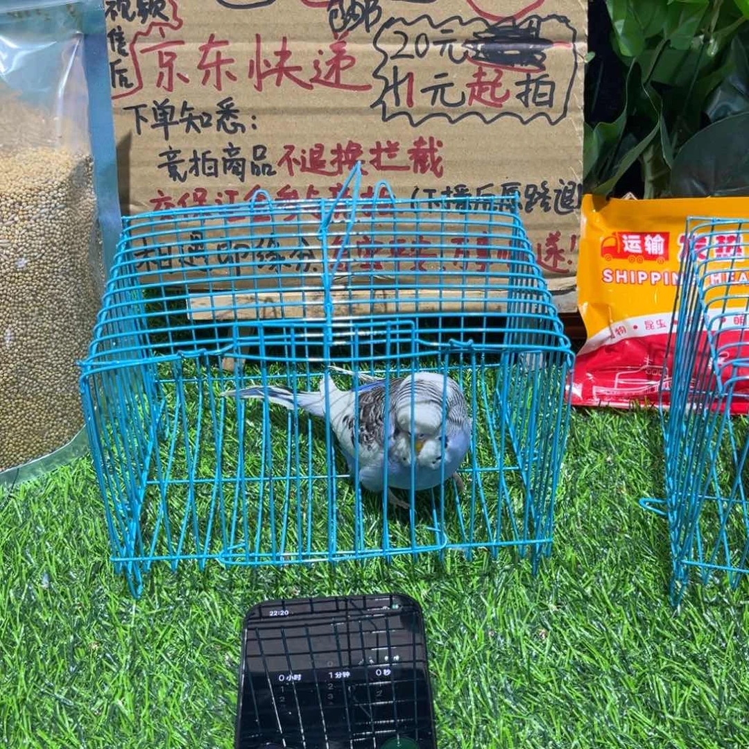 安***康虎皮鹦鹉大头虎皮鹦鹉一只，竞拍不退不换