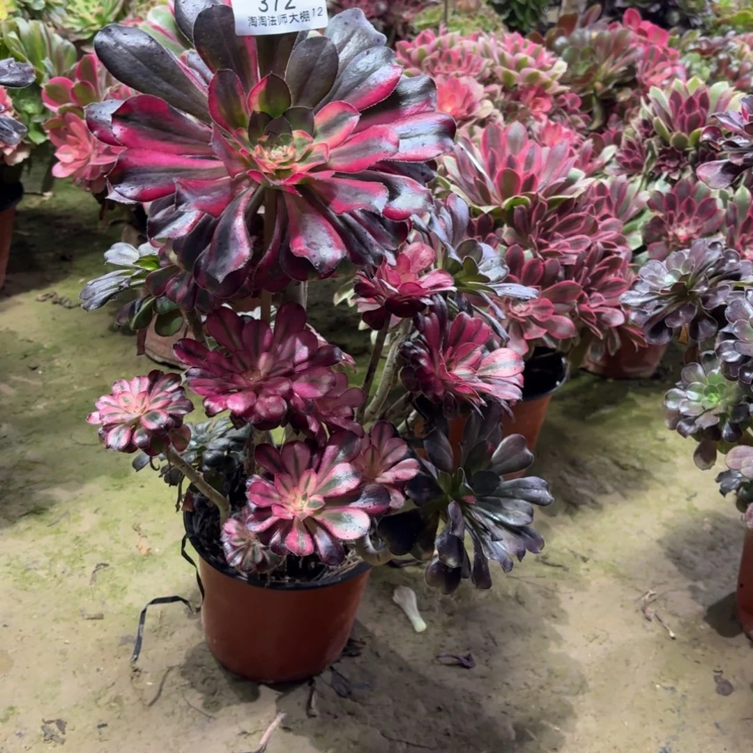 372花蝴蝶多肉植物法师