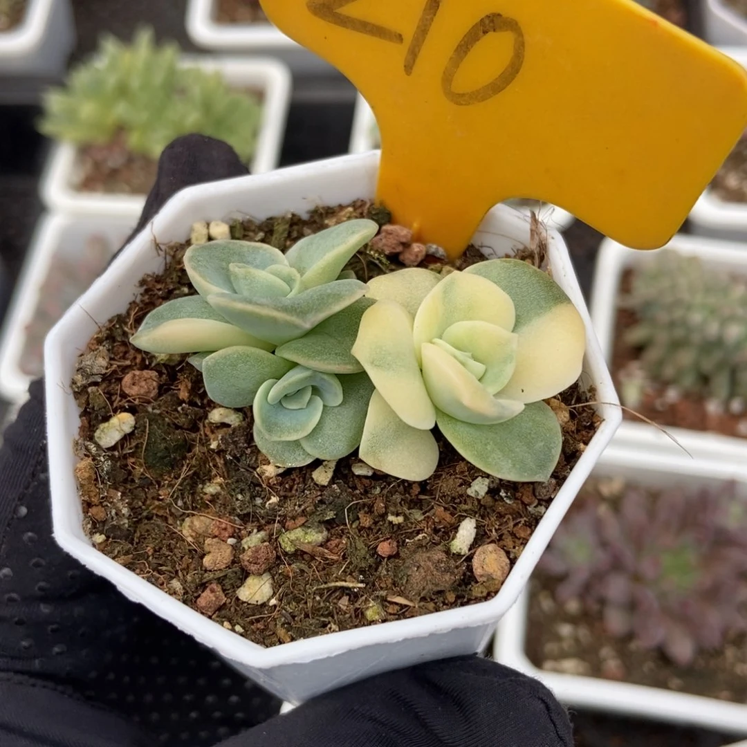 210可爱玫瑰锦多肉植物保护